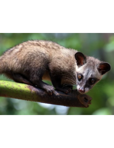 Café Kopi Luwak (Sauvage)